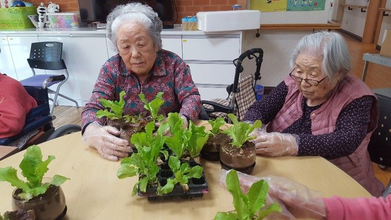 [2020년 4월 7일] 상추화분 가꾸기